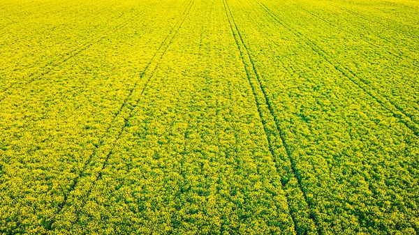 Campos Violação Flor Agricultura Campo Polónia Vista Aérea Natureza — Fotografia de Stock