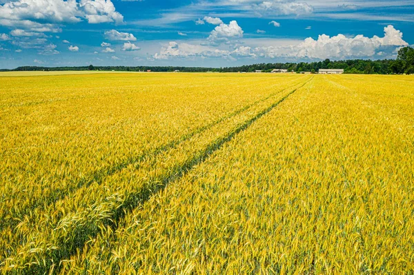 Золотые Поля Пшеницы Сельское Хозяйство Сельской Местности Польши Вид Воздуха — стоковое фото