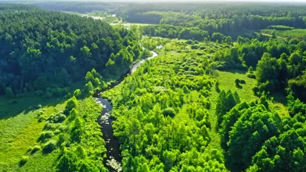 Rio e floresta no verão. Vista aérea da natureza, Polónia. — Vídeo de Stock