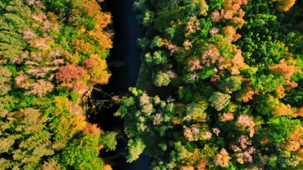 Ровер і ліс восени. Вид з повітря на дику природу (Польща).. — стокове відео