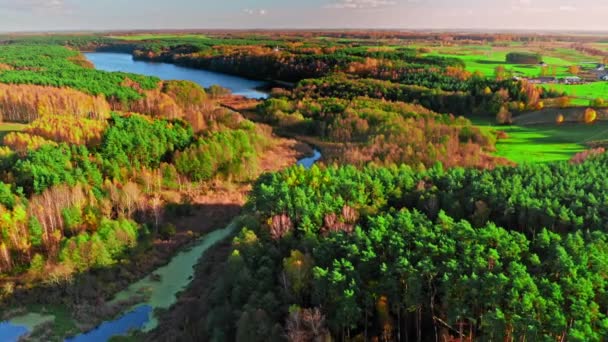 Las i jezioro jesienią. Widok z lotu ptaka, Polska — Wideo stockowe