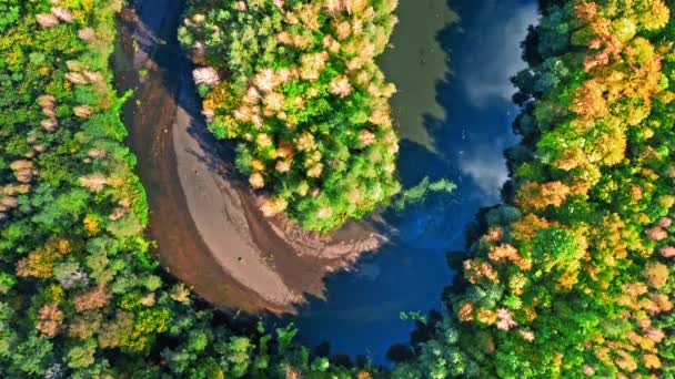 Herfstbos en de rivier Mercurius. Luchtfoto van wilde dieren, Polen — Stockvideo