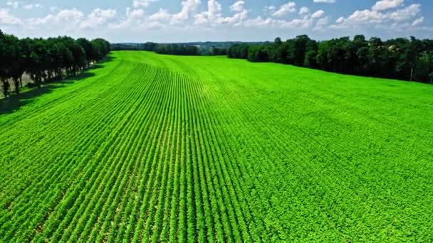 Landbouw in Polen. Groen veld van zonnebloemen. — Stockvideo