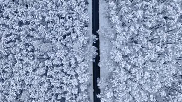 Асфальтовая дорога в заснеженном лесу. Вид с воздуха на природу, Польша. — стоковое видео