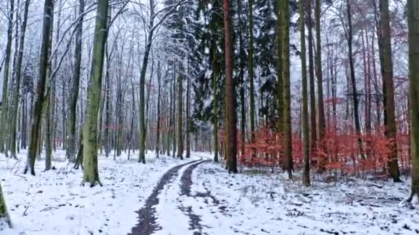 Landweg in besneeuwd bos. Luchtfoto van wilde dieren, Polen. — Stockvideo