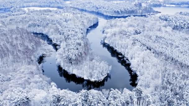 Winter curvy river and snowy forest. Aerial view of wildlife — Stockvideo