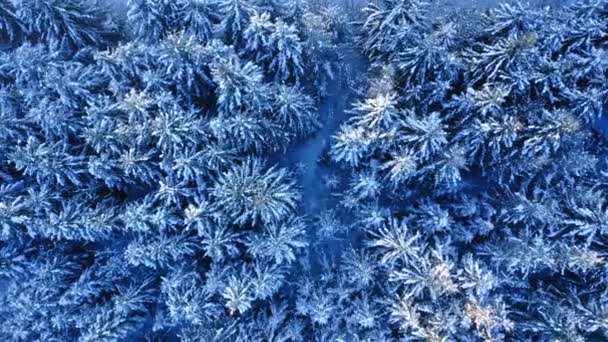 Aerial view of nature in Poland. Snowy forest at winter. — Stock Video