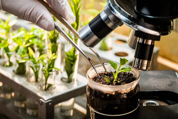 Laboratory Testing Pesticides Green Plants Practical Chemistry Classes — Fotografia de Stock