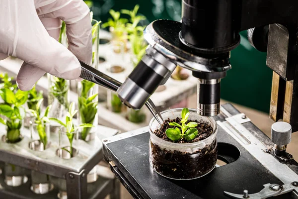 stock image School laboratory exploring new methods of plant breeding. Practical chemistry classes.