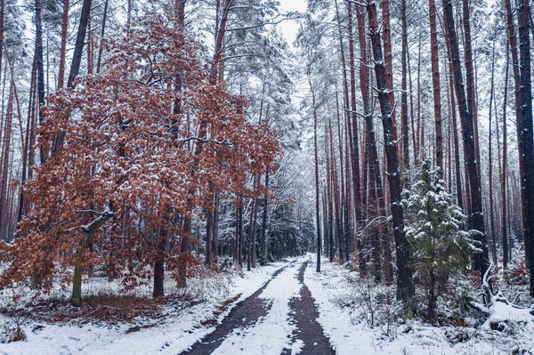 Verschneiter Wald Und Fußweg Luftaufnahme Der Natur Winter Polen Europa — Stockfoto