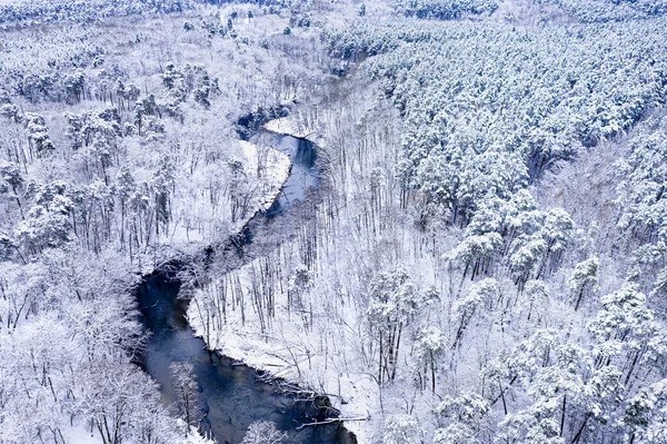 Voando Sobre Floresta Branca Rio Sinuoso Inverno Polônia Europa — Fotografia de Stock