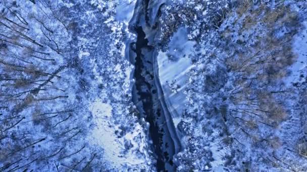 Замерзшая река и лес. Вид с воздуха на дикую природу, Польша — стоковое видео