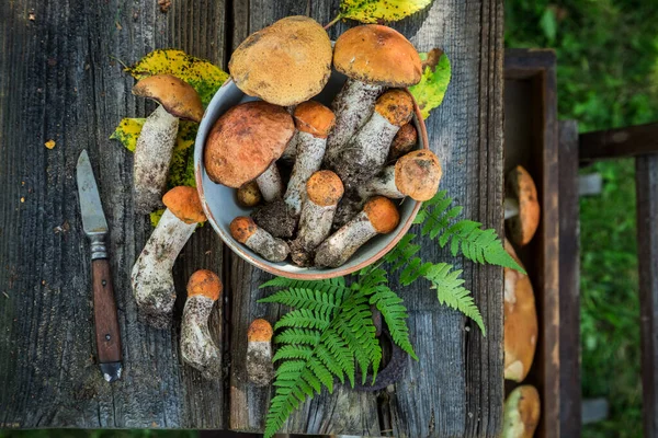 버섯은 숲에서 나왔습니다 취향에 과일을 선택하노라 속에서 — 스톡 사진