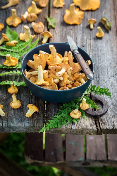 Wilde Paddenstoelen Vers Geplukt Uit Het Bos Wilde Verse Paddenstoelen — Stockfoto