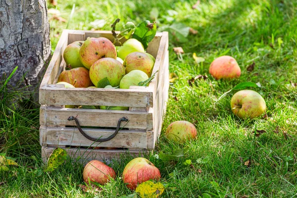 Healthy Red Apples Garden Fruit Farmer Harvest Time Apples — Stock Photo, Image