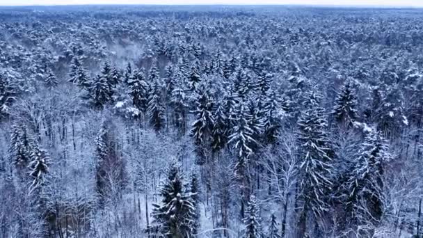 Sneeuwbevroren bos in de winter. Luchtfoto van wilde dieren, Polen — Stockvideo
