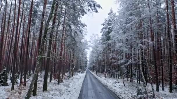 Транспорт зимой. Черная асфальтовая дорога в снежном лесу. — стоковое видео
