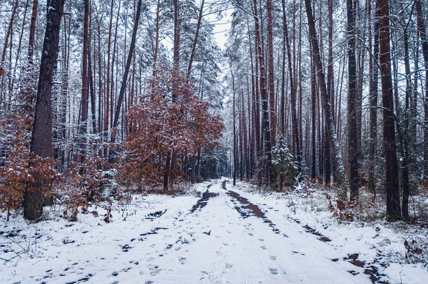 冬天的小径和雪地森林 欧洲的空中景观 — 图库照片