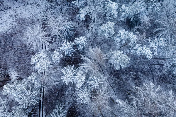 Zmrzlý Zasněžený Les Zimě Blizzard Zimě Letecký Pohled Přírodu Polsku — Stock fotografie