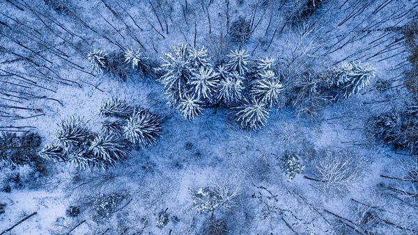 冬季雪地森林 欧洲野生动物的空中景观 — 图库照片