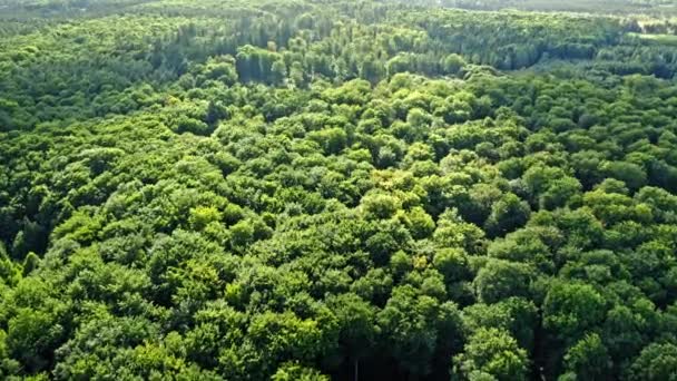 Aerial view of green forest in summer. Rainforest in Poland — Stock Video