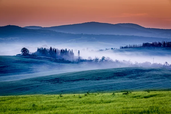 Farm of olive groves and vineyards in foggy sunrise — Stock Photo, Image