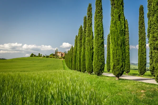 Úton, ciprusok, agrárturizmus Toszkánában — Stock Fotó