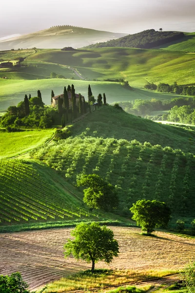 Farm of olive groves and vineyards — Stock Photo, Image