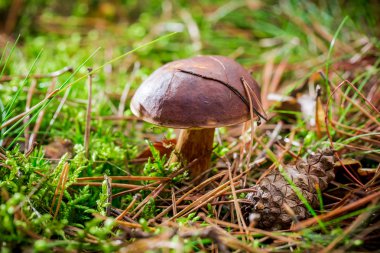 Little boletus in forest clipart