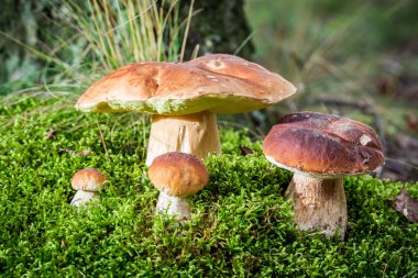 Boletus mushroom on moss in the forest clipart