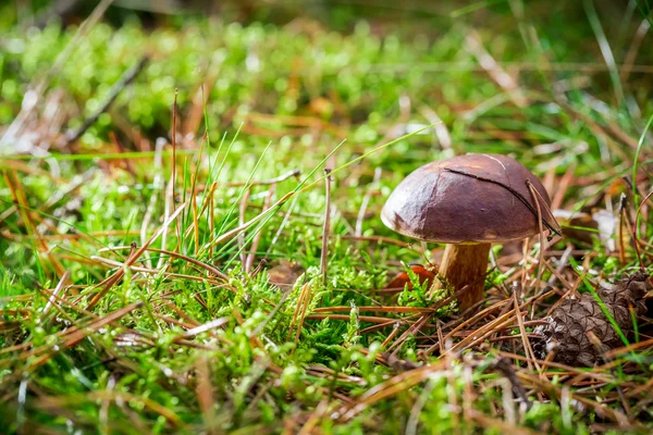 Pequeno boleto no musgo na floresta — Fotografia de Stock