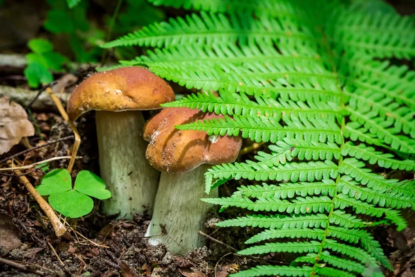 Dois pequenos cogumelos de boleto na floresta — Fotografia de Stock