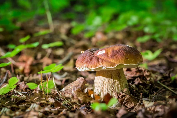 Boletus mushrooms in oak forest — Stock Photo, Image