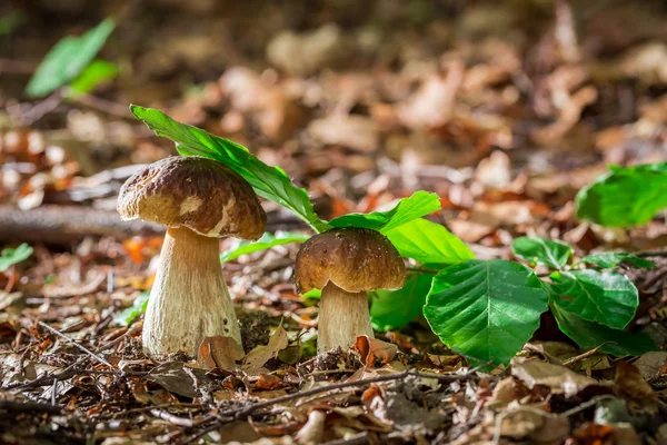 Two boletus mushrooms in oak forest — Stock Photo, Image
