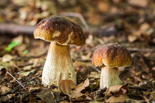Two boletus mushrooms in deciduous forest — Stock Photo, Image