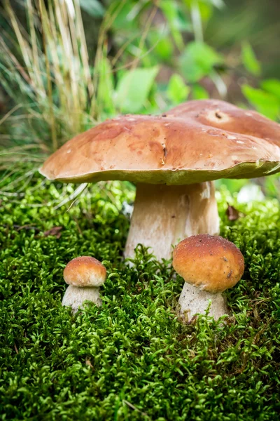 Fungo di Boletus sul muschio nella foresta al tramonto — Foto Stock