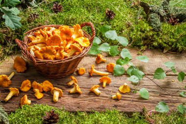 Freshly harvested mushrooms in the forest clipart