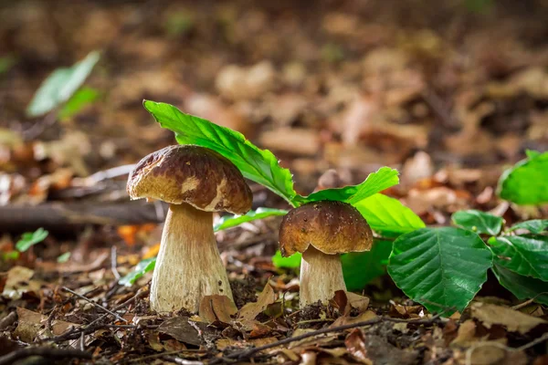 Dois cogumelos de boleto em floresta de carvalho — Fotografia de Stock