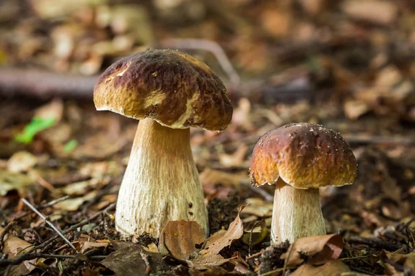 Due funghi porcini nella foresta decidua — Foto Stock