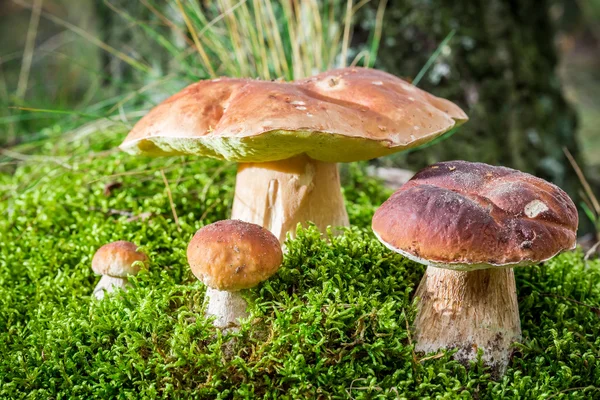 Mehrere Steinpilze auf Moos im Wald — Stockfoto