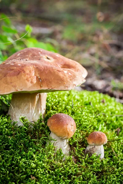 Wild noble mushrooms in forest — Stock Photo, Image