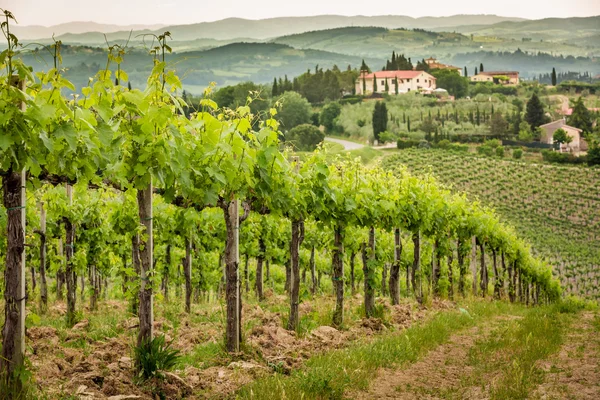 Campo de viñas en el campo de la Toscana — Foto de Stock