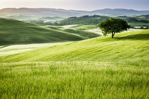 Salida del sol sobre los campos verdes en Toscana — Foto de Stock