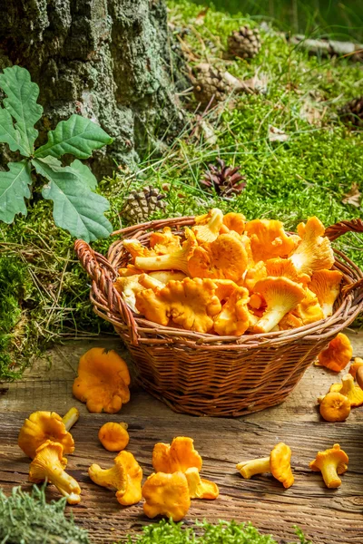 Champiñones frescos cocinados en una sartén con crema —  Fotos de Stock