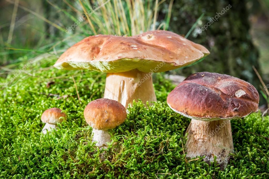 https://st2.depositphotos.com/1158226/5348/i/950/depositphotos_53485435-stock-photo-several-boletus-mushroom-on-moss.jpg