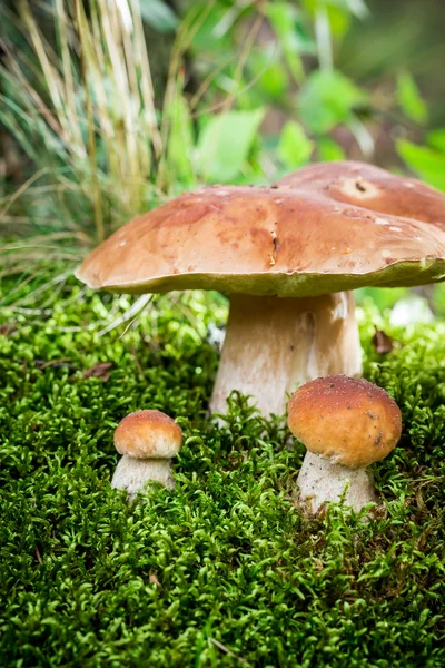 Cogumelo de boleto em musgo na floresta ao pôr do sol — Fotografia de Stock