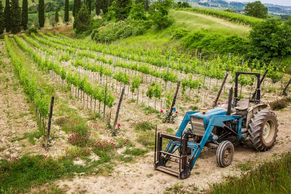 Vinos en el campo y un tractor azul — Foto de Stock