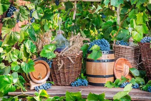 Colheita de uvas em uma aldeia — Fotografia de Stock