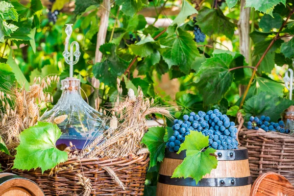 Colheita e uvas no campo — Fotografia de Stock