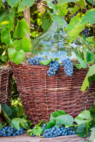 Demijohn dans un panier en osier et raisins noirs — Photo